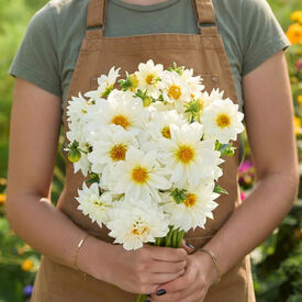 White Figaro, Dahlia Seeds